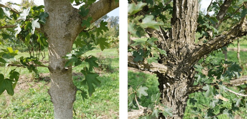 De stam van Spaanse aak. Sommige bomen hebben een gladde stam (links) en sommige hebben duidelijke kurklijsten op de stam (rechts) 