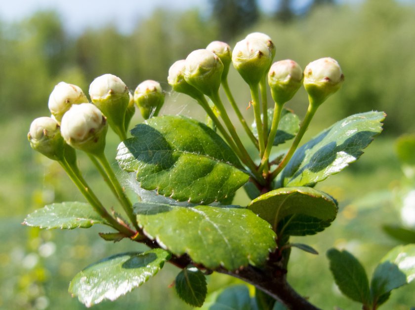 Crataegus leavigata Genenbank-3071 P Copini.jpg