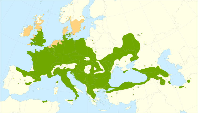 This distribution map has been developed by the European Commission Joint Research Centre (partly based on the EUFORGEN map) and released under Creative Commons Attribution 4.0 International (CC-BY 4.0)