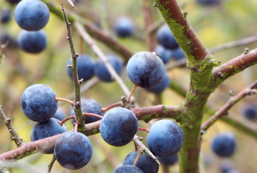 Rassenlijst Bomen EU richtlijnsoorten