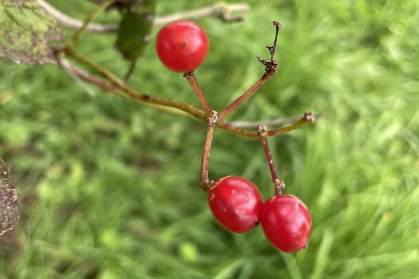 Viburnum opulus