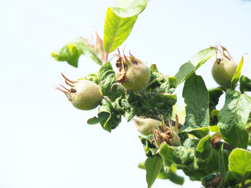 Mespilus germanica_Paul copini.jpg